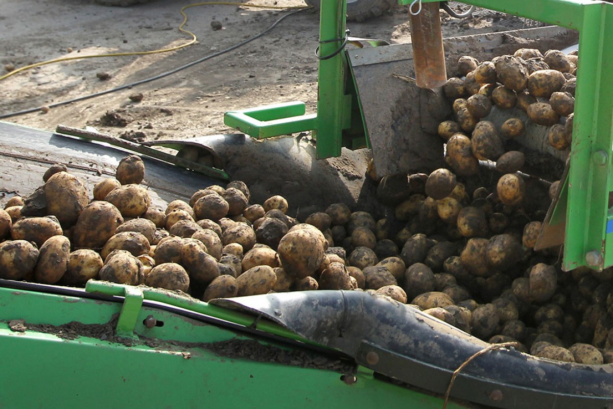 potatoes from